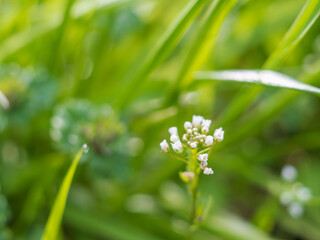 春の日差しに輝くナズナの白い花05