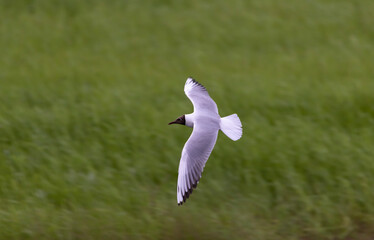 white seagull with black head flies against green field
