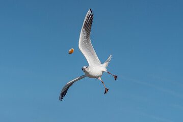 seagull flying in the sky