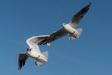 seagulls flying in the sky