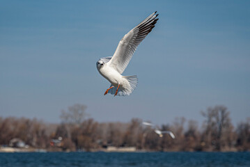 seagull flying in the sky