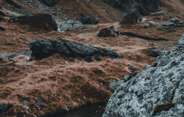 mountain landscape in autumn
