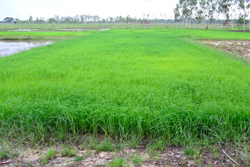 rice field in thailand
