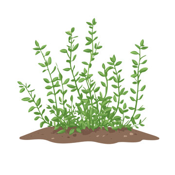 green thyme plant growing in soil clip art preview