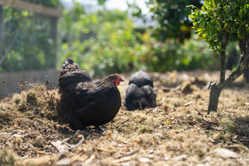 free range chicken farm with chook tractors on a regenerative agricultural australian farm in spring with poultry on grass