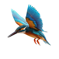 Beautiful kingfisher bird isolated on the transparent background