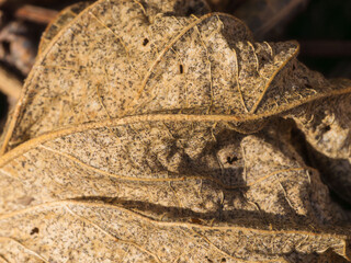 穴の空いた枯葉アップ34