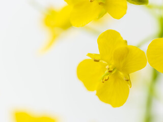 Fototapeta premium 菜の花の黄色い花のアップ02