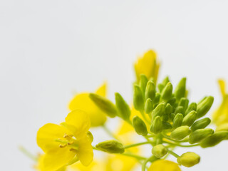 菜の花の黄色い花のアップ05