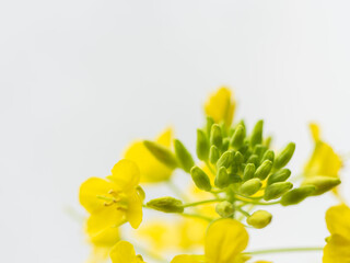 菜の花の黄色い花のアップ04