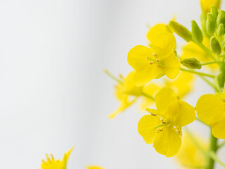 菜の花の黄色い花のアップ12