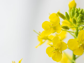 菜の花の黄色い花のアップ13