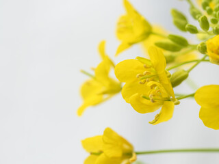 Obraz premium 菜の花の黄色い花のアップ20