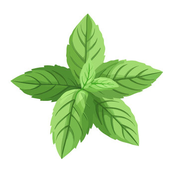 green mint leaves isolated on white clip art preview