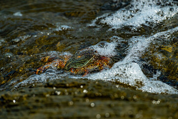 A rock crab partially submerged in foamy seawater, blending into its coastal habitat. This resilient crustacean thrives in rocky intertidal zones.