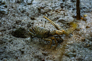 A fiddler crab near its burrow, raising its large claw. This species thrives in mangrove wetlands and plays a crucial role in coastal ecosystems.