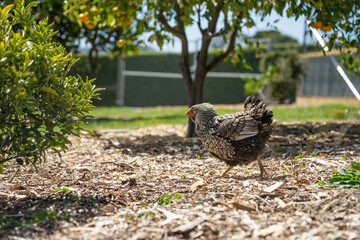 free range chicken farm with chook tractors on a regenerative agricultural australian farm in spring with poultry on grass