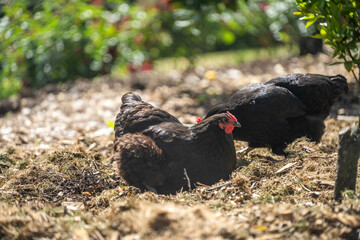 free range chicken farm with chook tractors on a regenerative agricultural australian farm in spring with poultry on grass