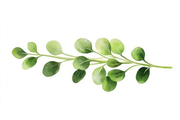 A vibrant green branch with rounded leaves, showcasing the beauty of nature and plant life.