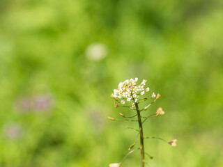 春の日差しに輝くナズナの白い花01