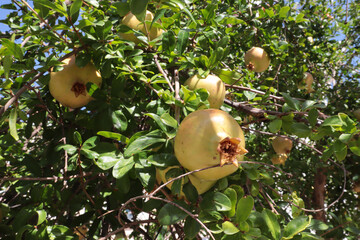 Pomegranate tree fruits among green leaves on a summer day
