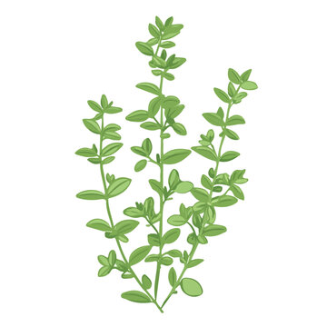 green thyme sprig on white background clip art preview