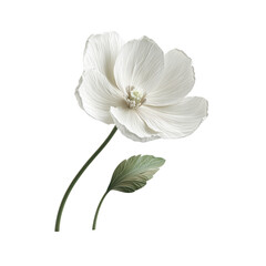 Fototapeta premium Delicate Bloom: A pristine white flower, captured with stunning detail, showcasing its intricate petals, a symbol of purity and natural beauty.
