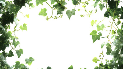 Fototapeta premium Vibrant Maple Leaf Frame – Fresh Green Botanical Border Cut-Out Transparent