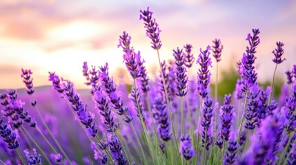 Fototapeta premium Beautiful Lavender Fields Under Sunset Sky with Vibrant Colors