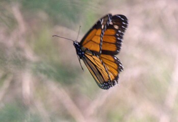 monarch butterfly on a flower