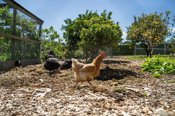 free range chicken farm with chook tractors on a regenerative agricultural australian farm in spring with poultry on grass