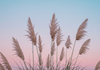 Pampas grass against pastel sunset sky.