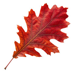 Red autumn leaf oak isolated on a transparent background