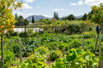 holistic vegetable garden growing in springtime