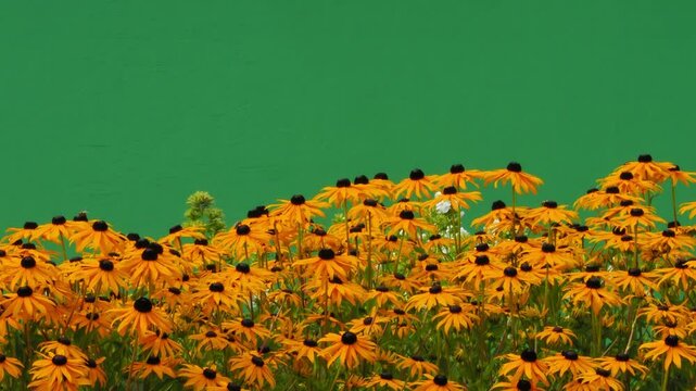 Rudbeckia fulgida Goldsturm flowers on green screen, slow motion