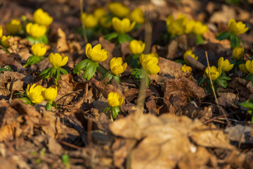 Spring yellow flower in the forest