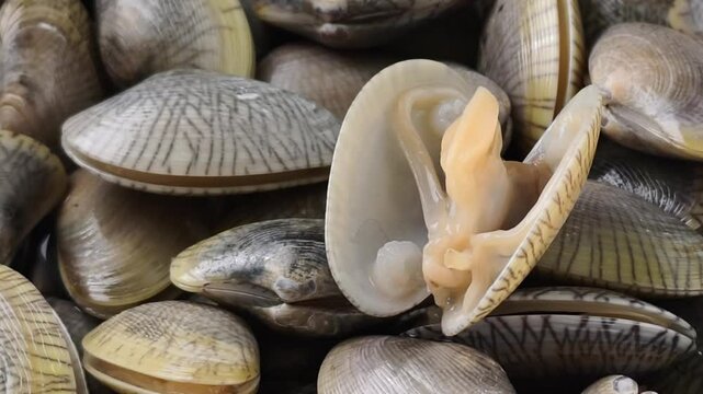 Close-up of fresh clam