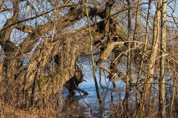 Pond landscape. Hlohovec pond in the Czech Republic