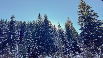 Snow-covered evergreen trees under a clear blue sky, symbolizing winter wonderland and Christmas serenity