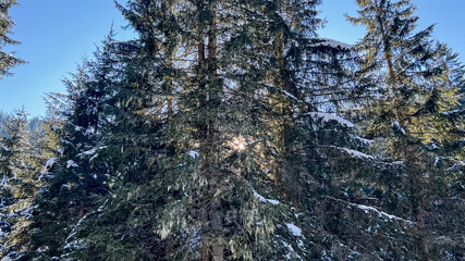 Sunlight filters through snow-dusted evergreen trees, evoking winter holidays, natural beauty, and...