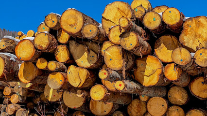 Stacked logs under clear blue sky, representing logging industry and sustainable forestry practices