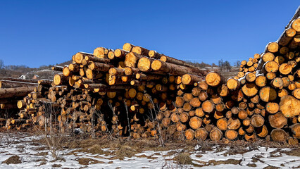 Stacks of cut logs in snowy landscape under clear blue sky; forestry, winter, natural resources