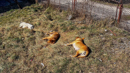 Three dogs resting on grass near a fence, embodying relaxation and warm sunny days
