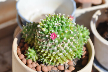 Mammillaria or Mammillaria erusamu f or rebutia minuscula, cactus or succulent with flower or cactus flower