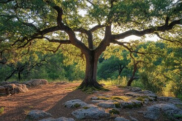 Fototapeta premium Majestic oak tree dominates a rocky landscape bathed in the golden light of sunset.