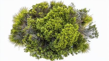 New Zealand Hair Sedge Trees Shape Top View PNG. Ideal for Landscape Design and Decorative Projects