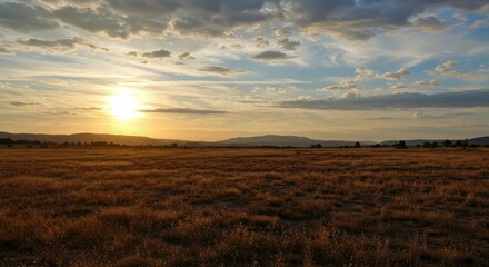 Fototapeta premium A serene sunset over a golden field, creating a peaceful landscape scene.