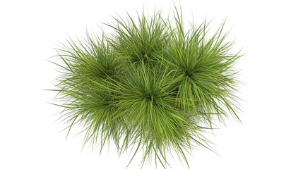 New Zealand Hair Sedge Trees Shape Top View PNG. Ideal for Landscape Design and Decorative Projects