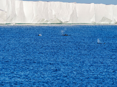 Orca pod forages alongside Ross Sea Ice Shelf