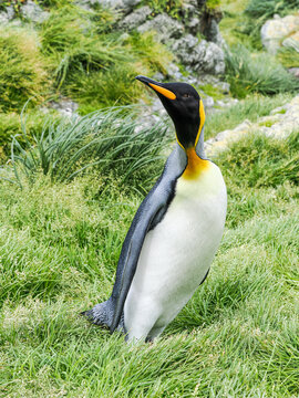 Portrait of King Penguin on Macquarie Island